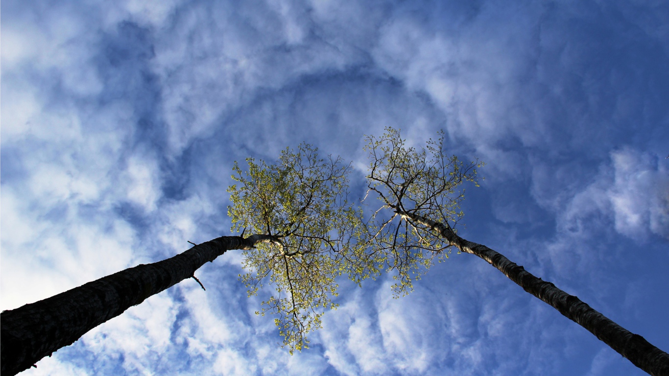Вершины деревьев в облаках