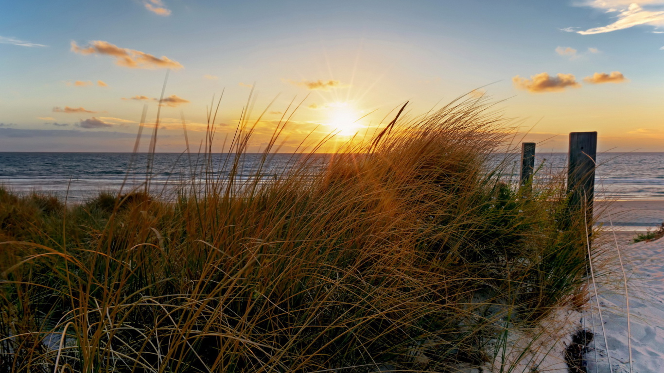 Трава на пляже