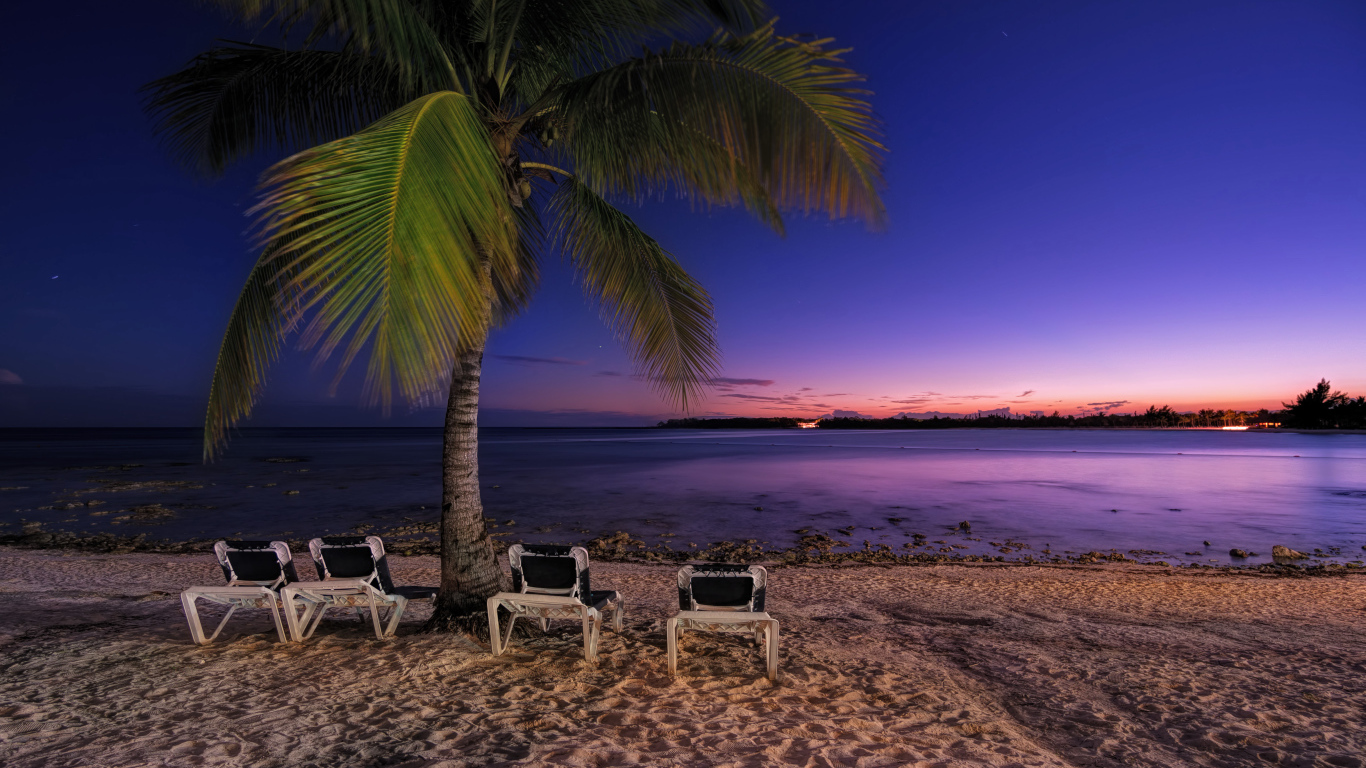 Лежаки под пальмой на пляже