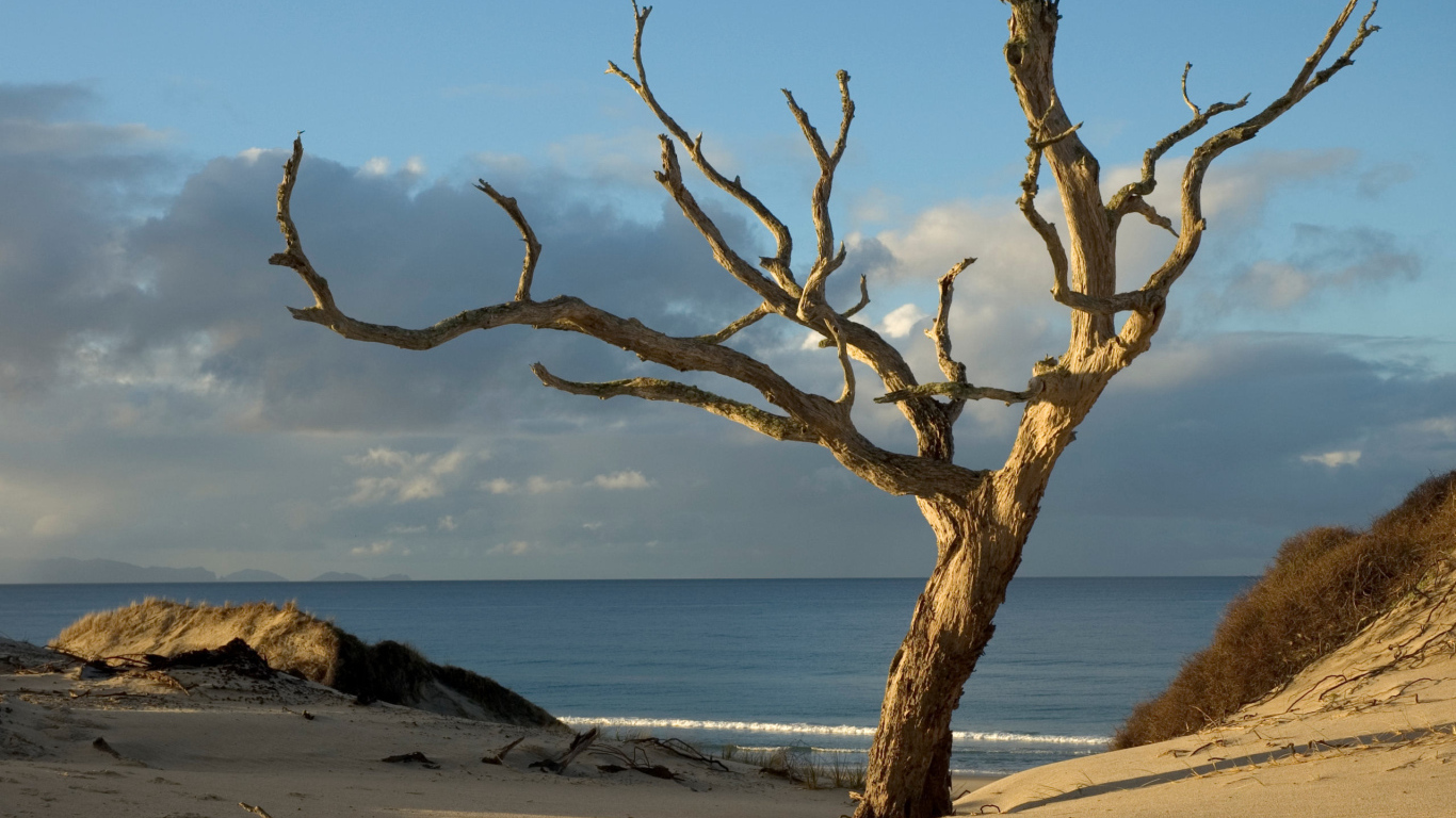 Засохшее дерево на берегу океана