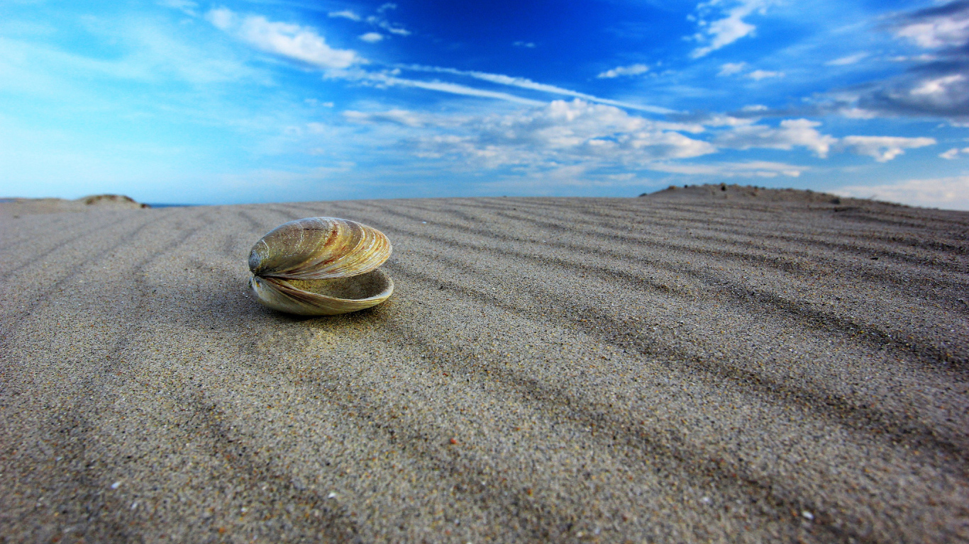 Ракушка на пляже
