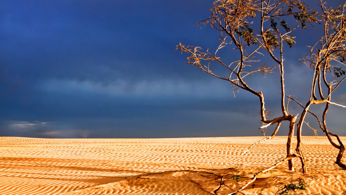 Мертвое дерево в пустыне
