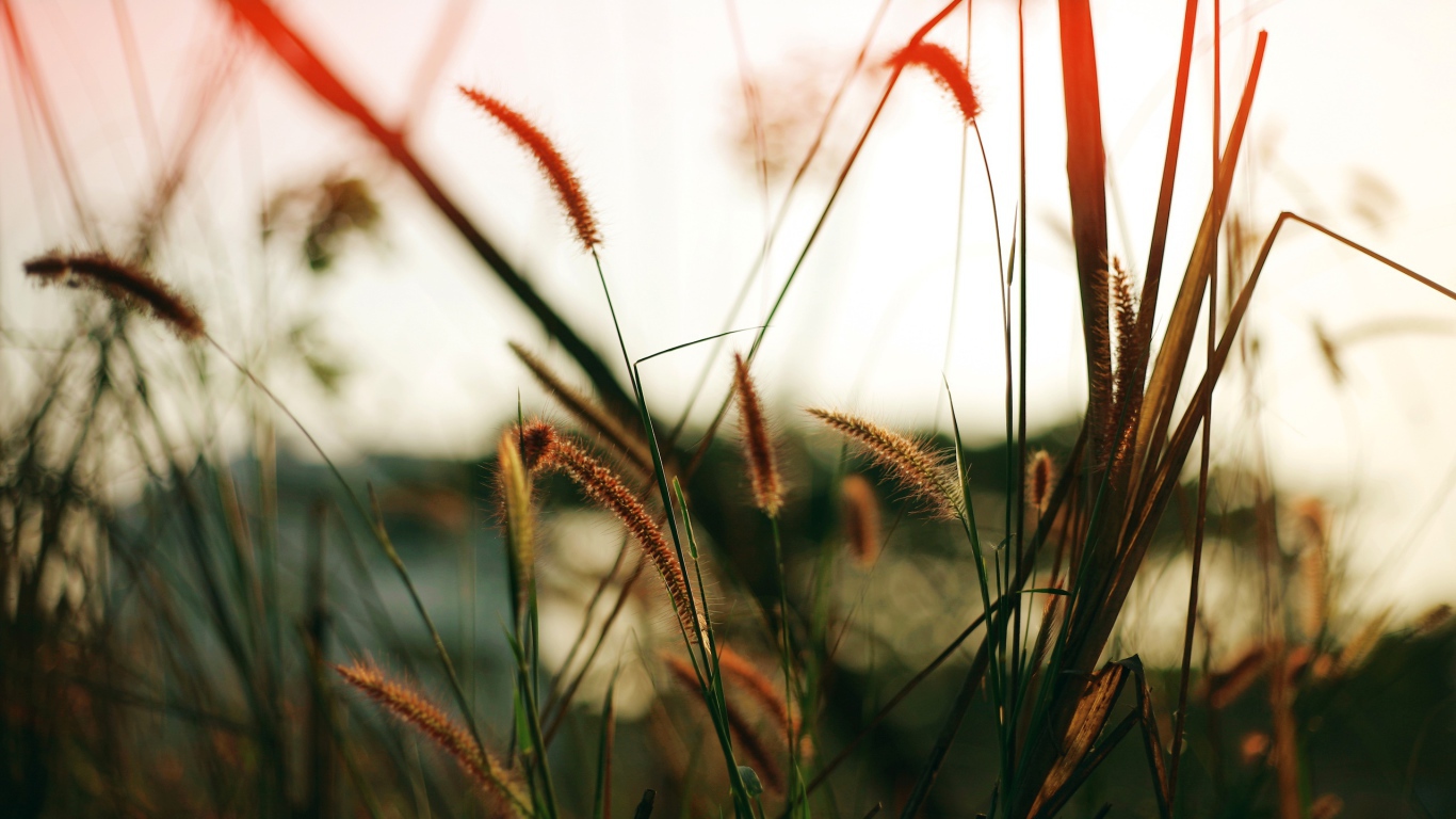 Близкое поле