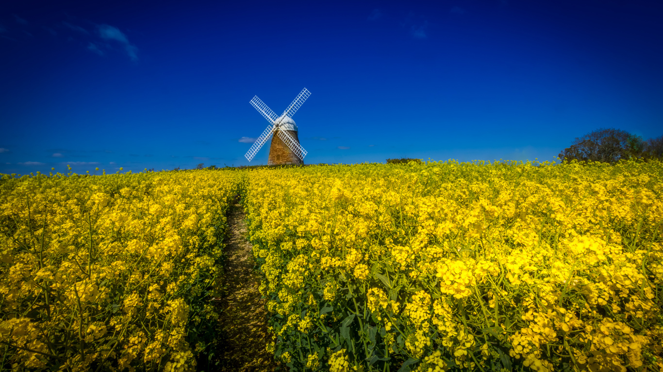 Поле желтых цветов