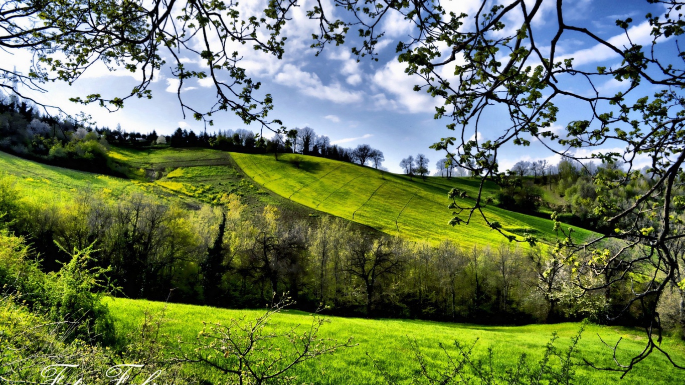 Зеленые весенние луга