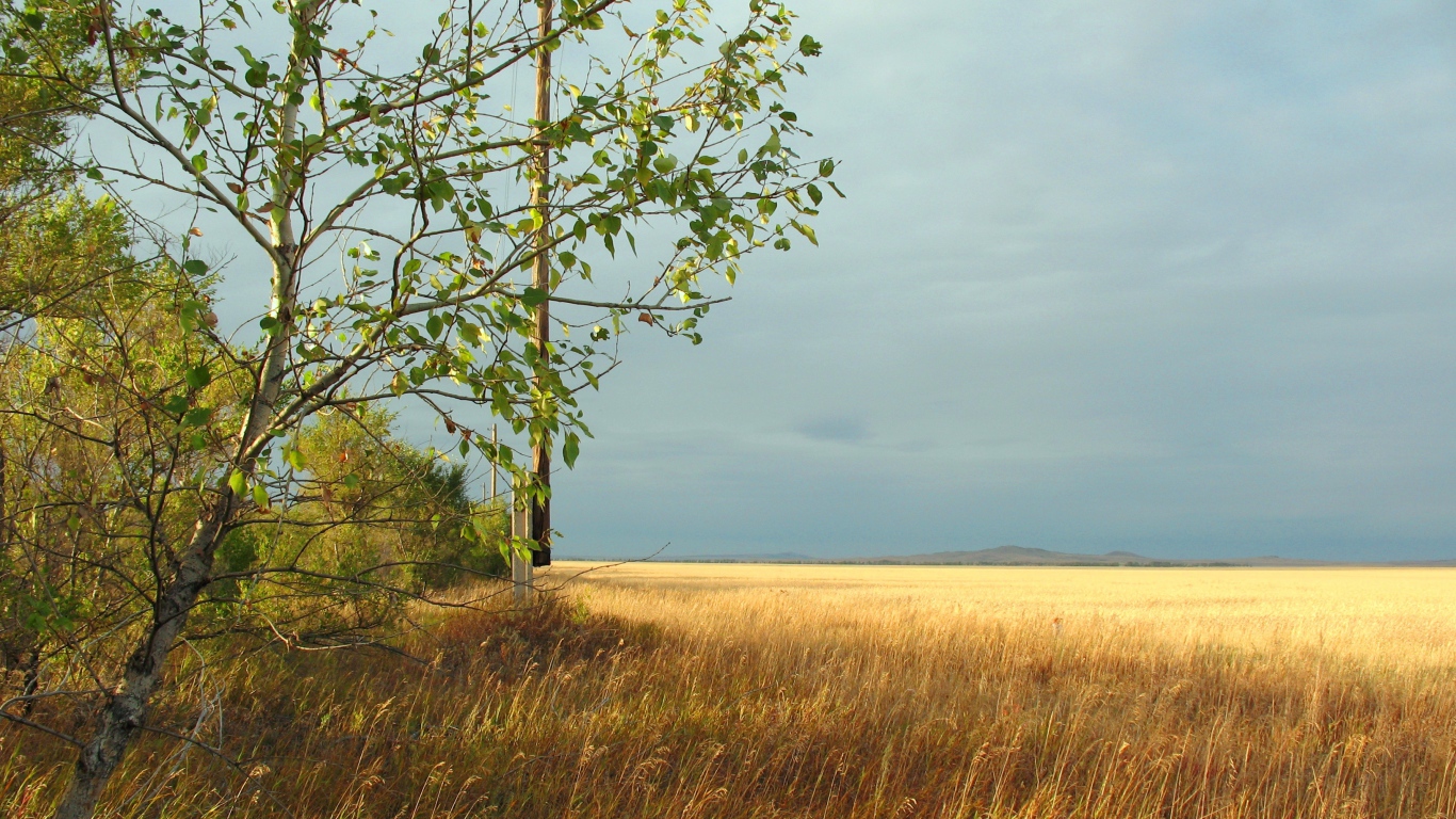 Дерево на краю поля