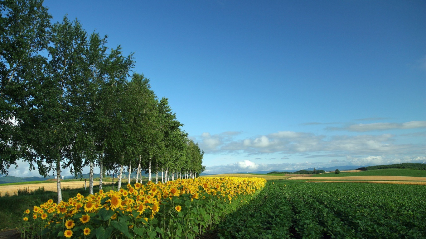 Young birch and sunflower