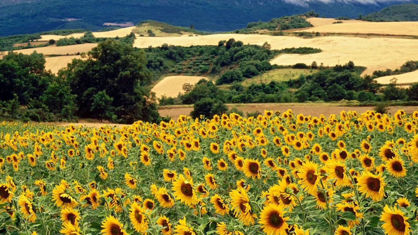 Поле подсолнечника