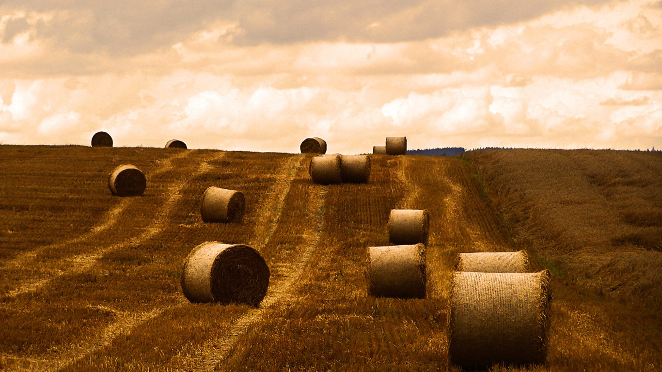 Поле после уборки урожая