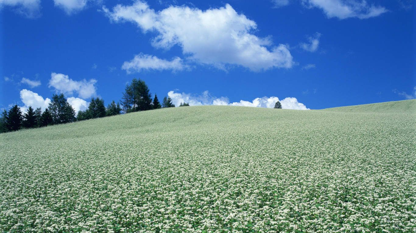 Поле белых цветов