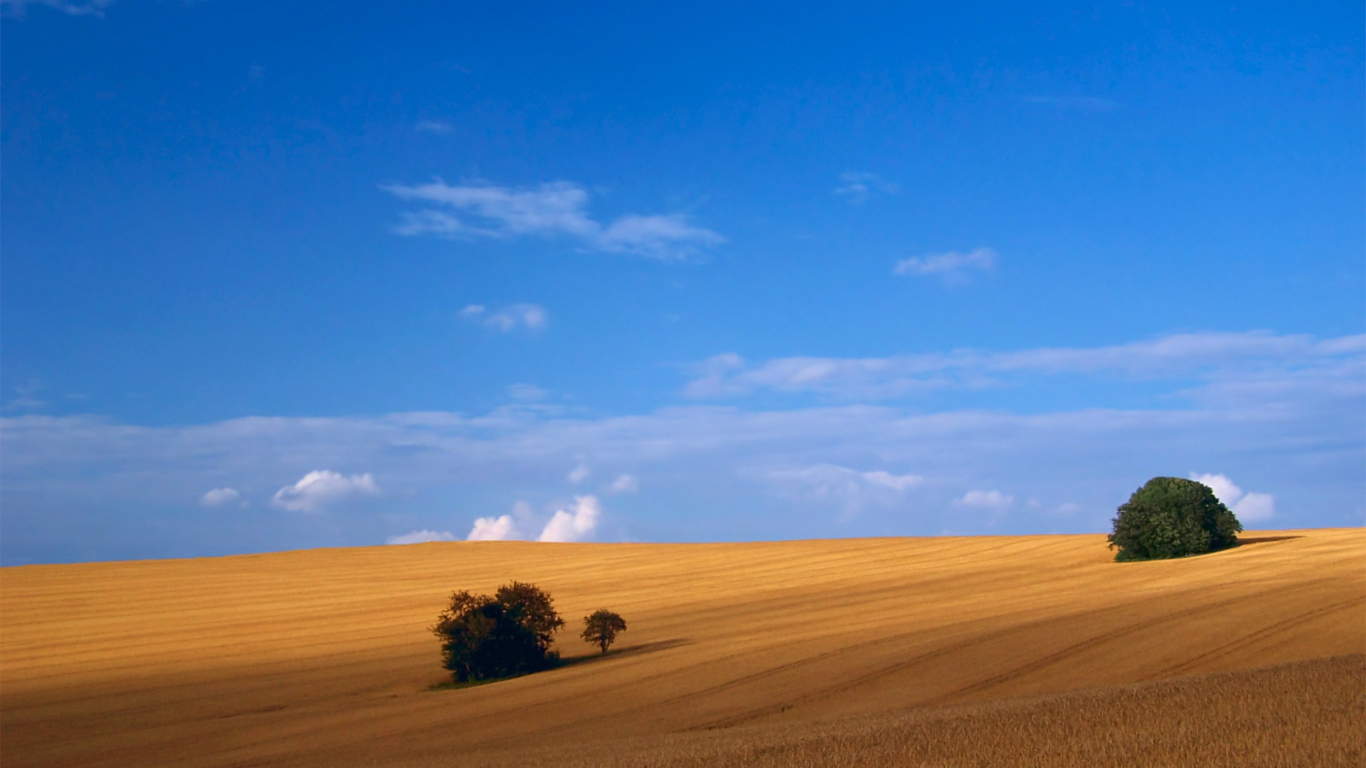 Пшеничное поле