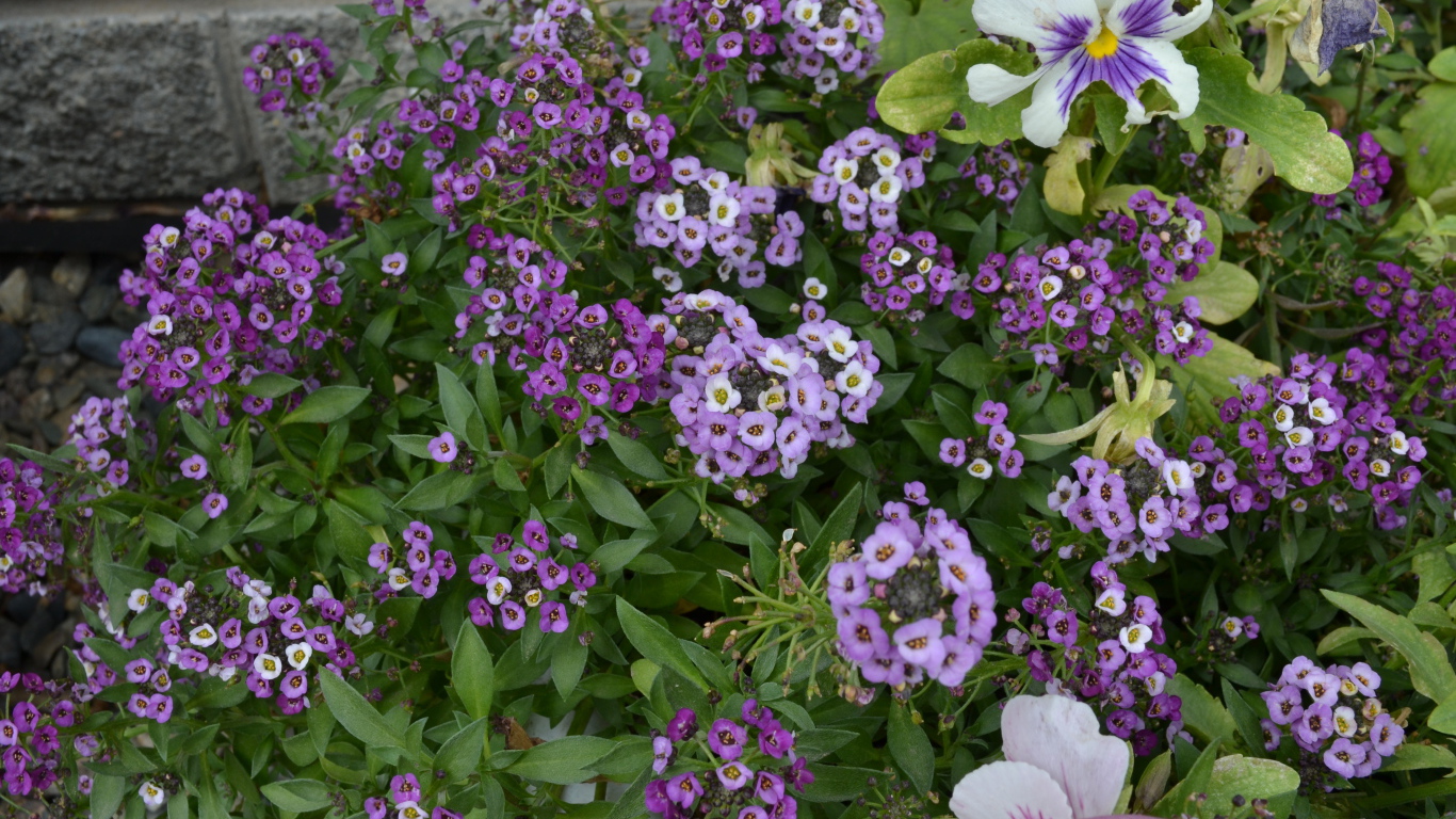 Красивые алиссум в саду