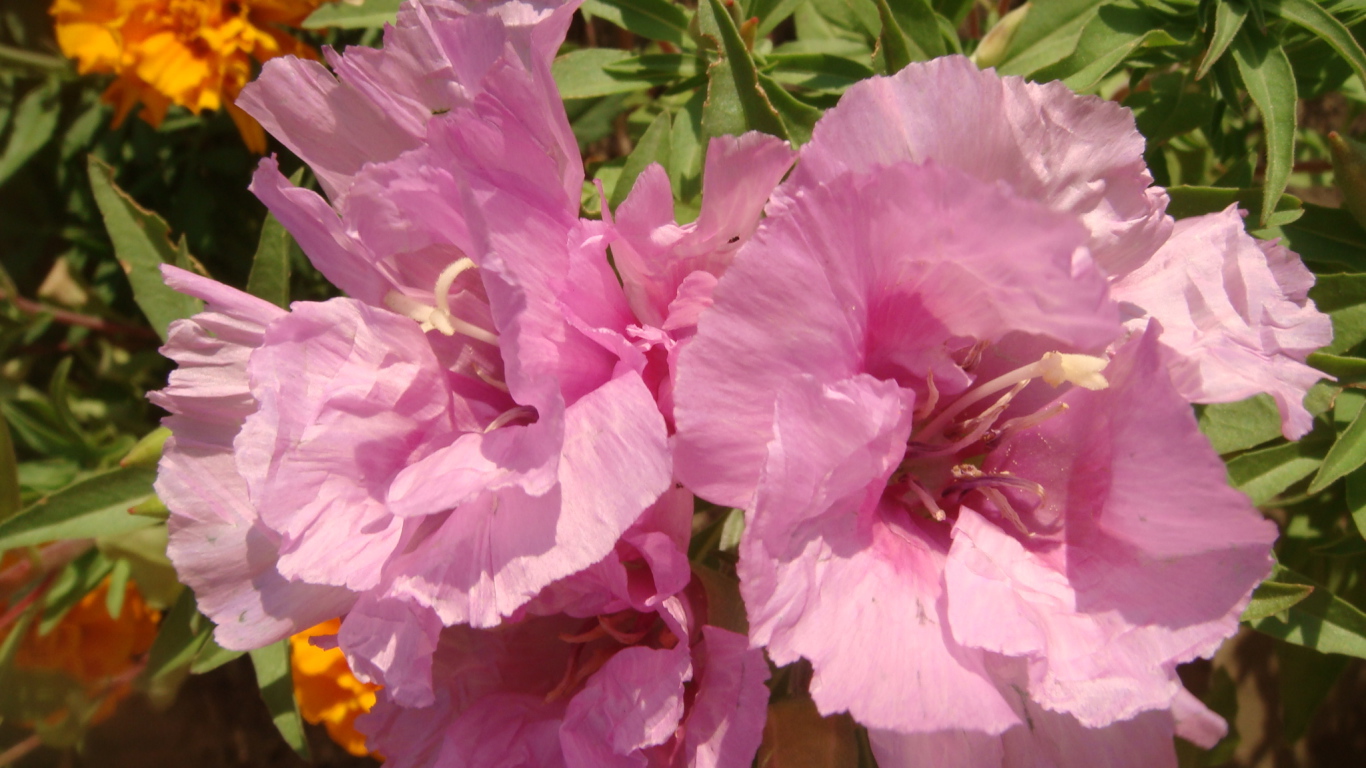 Красивая кларкия (годеция) на дачном участке