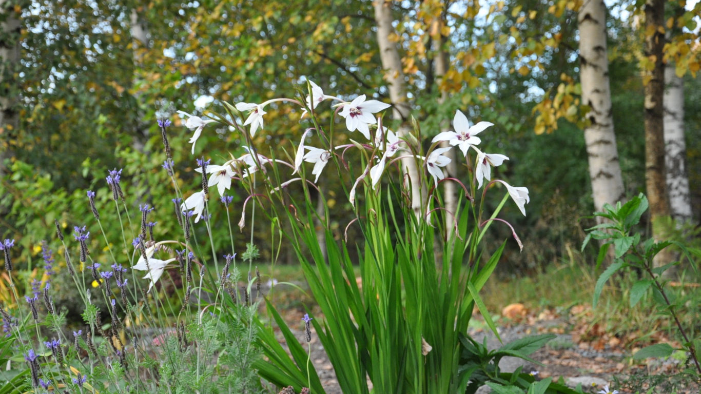 Красивая ацидантера на дачном участке