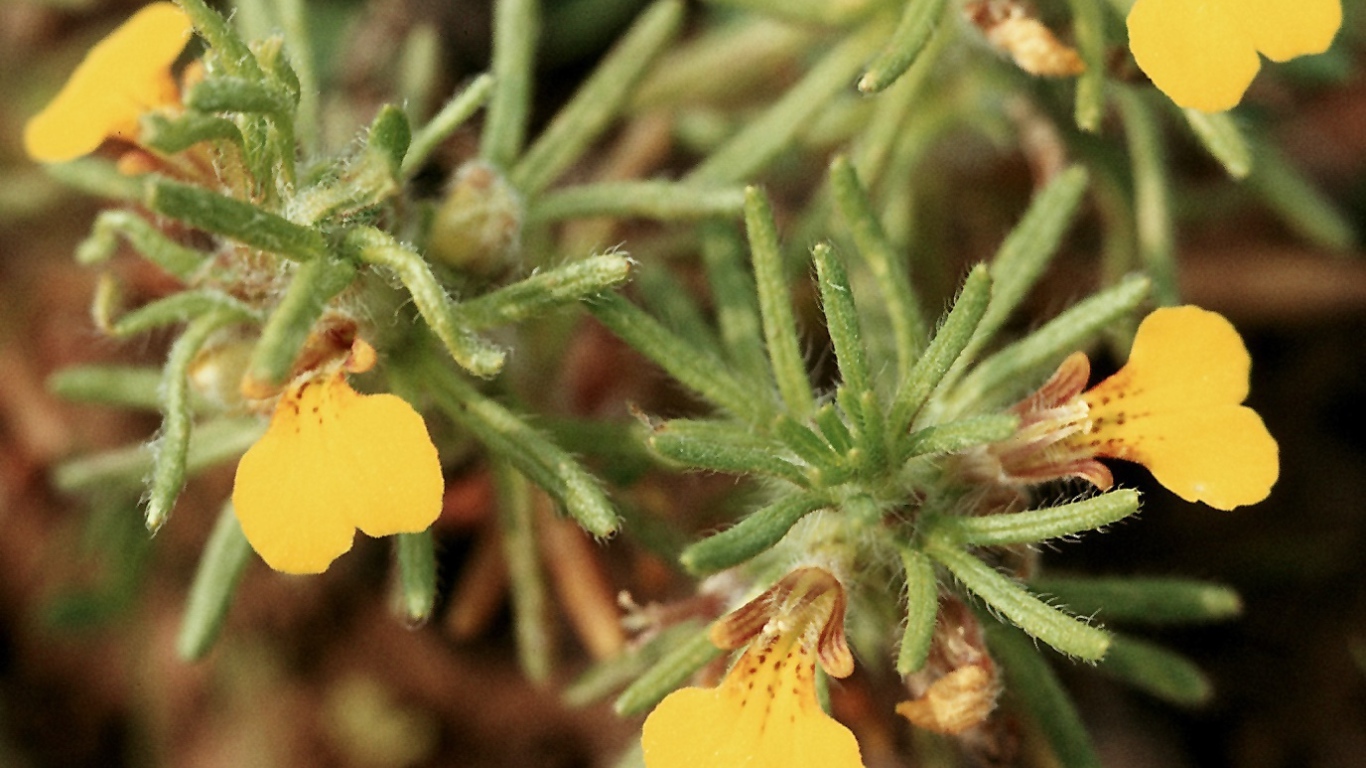 Красивая аюга на дачном участке