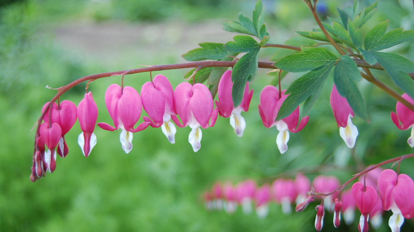 Красивые цветы дицентра на  клумбе в саду