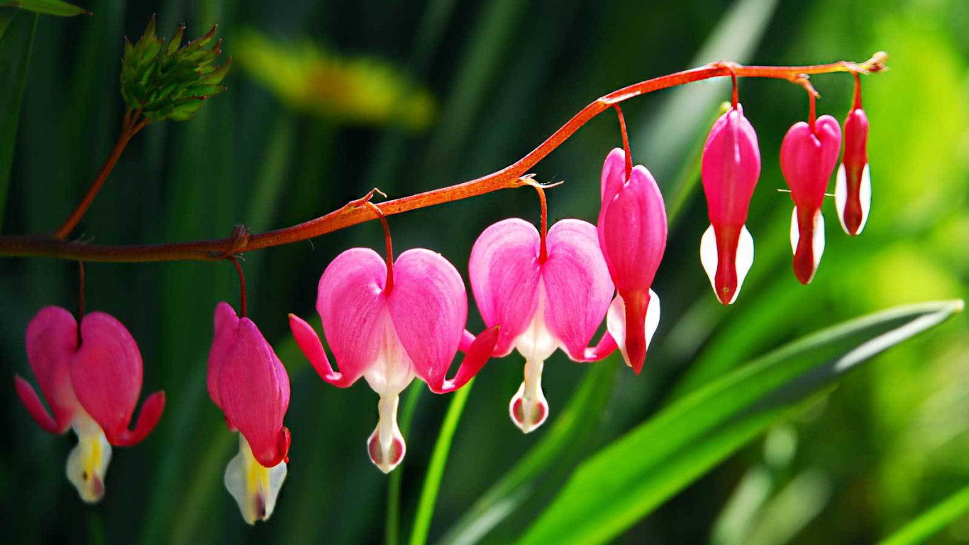 Красивые цветы дицентра в саду