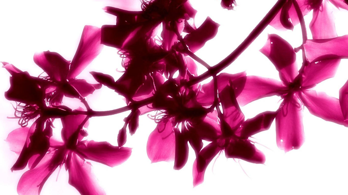 Красивые яркие цветы