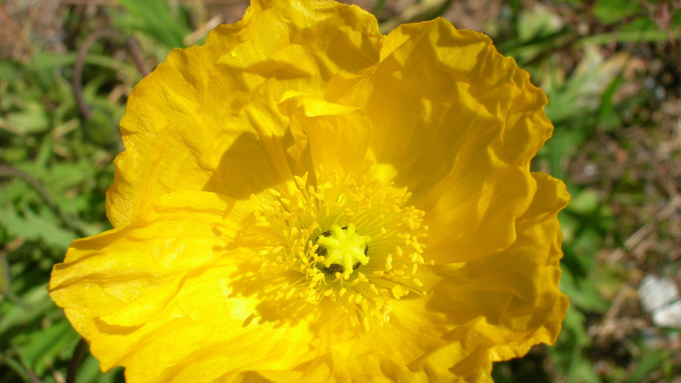 Красивый бузульник на клумбе в саду