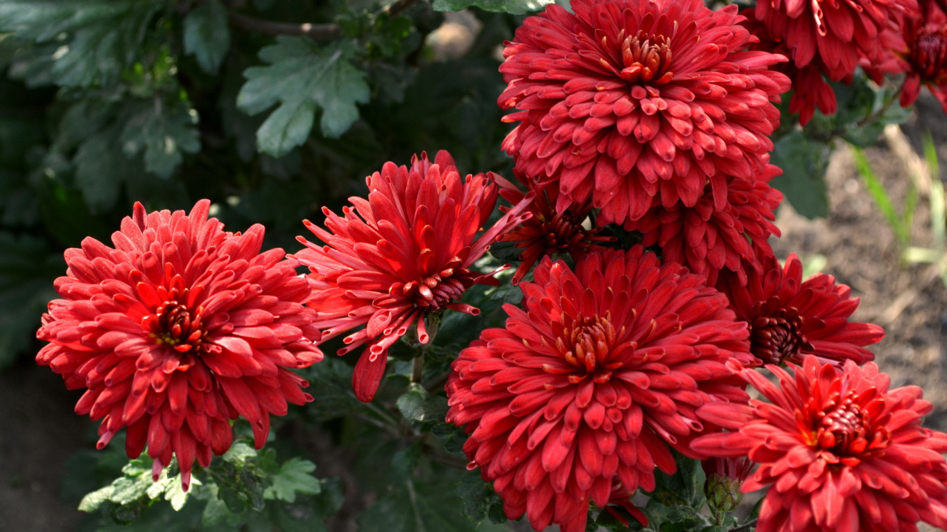 Красивые цветы хризантема на дачном участке