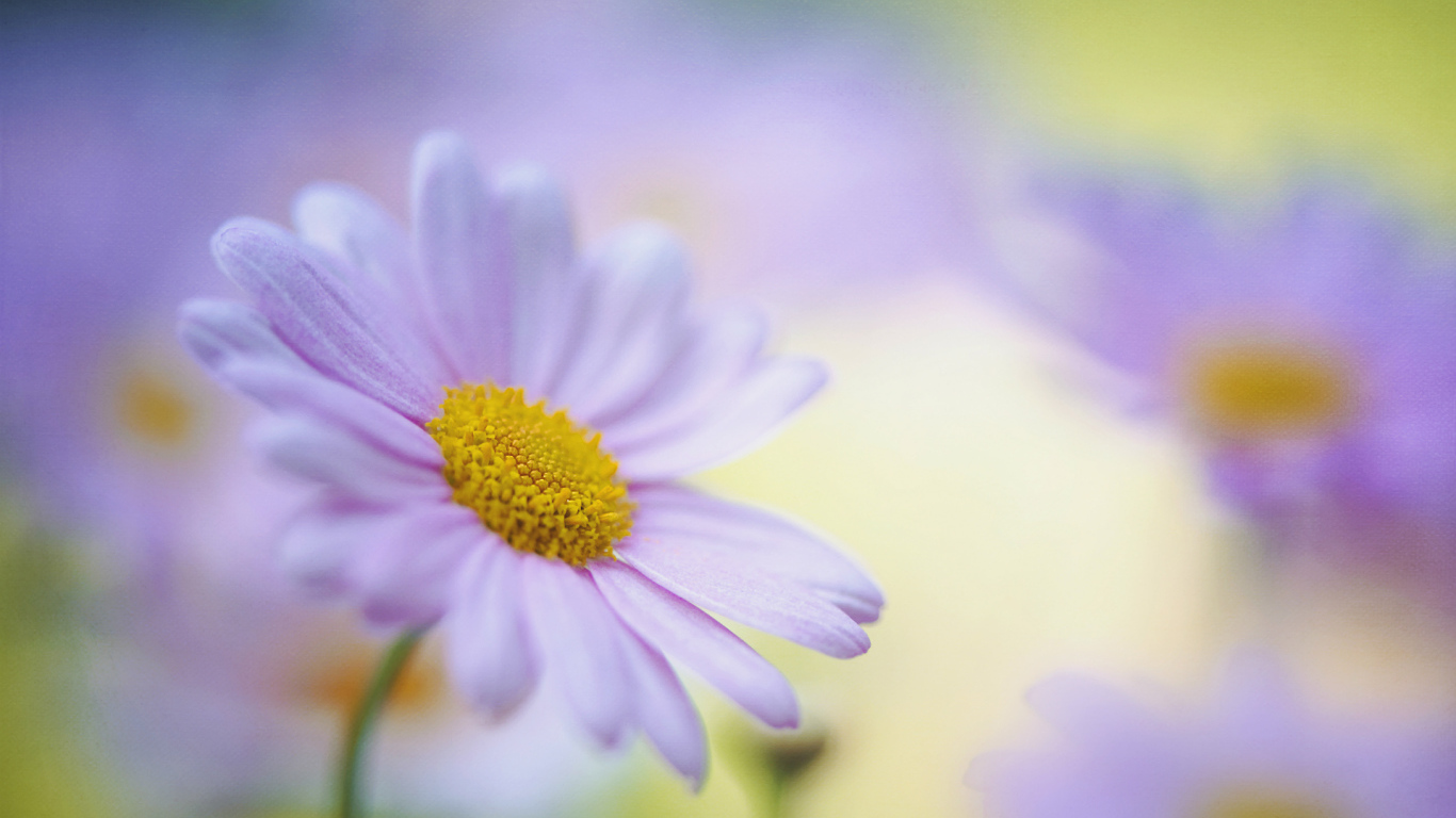 Красивые цветы маргаритки