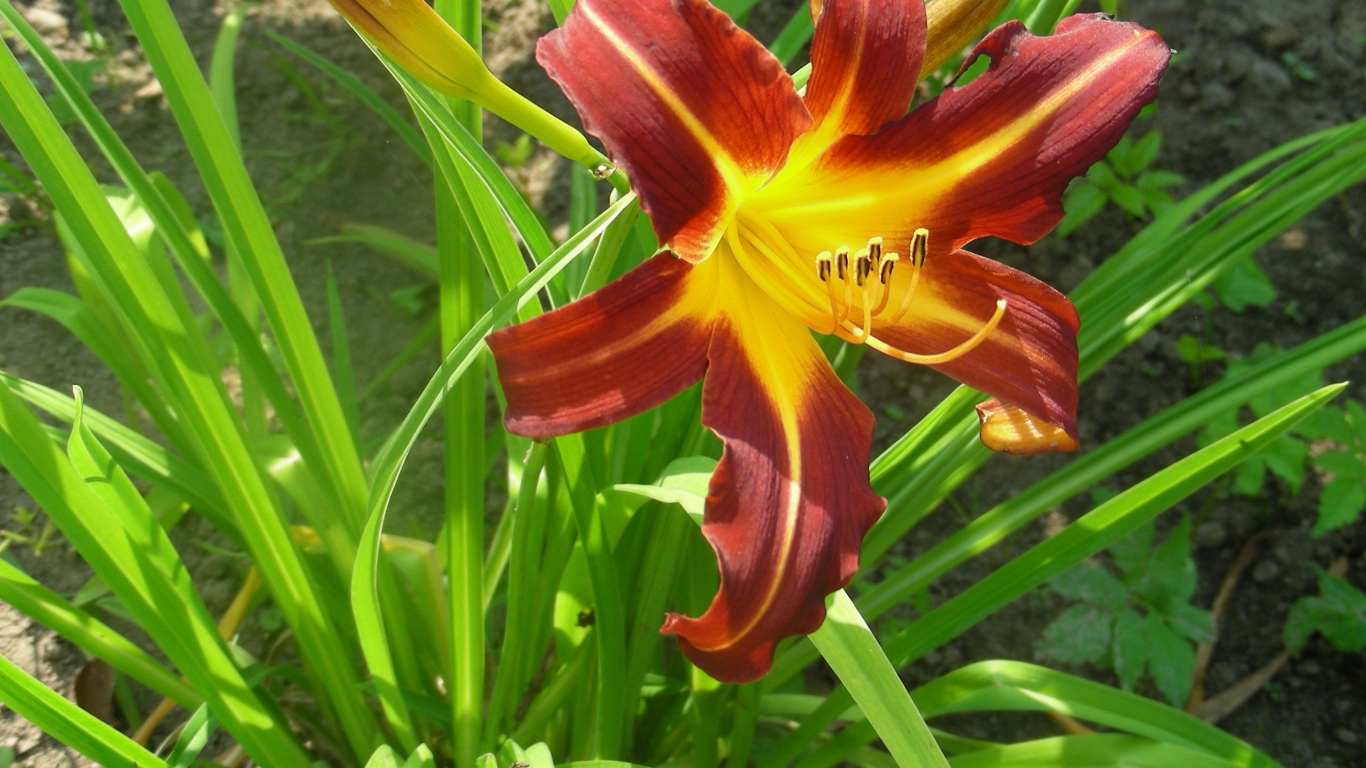 Красивый лилейник в саду