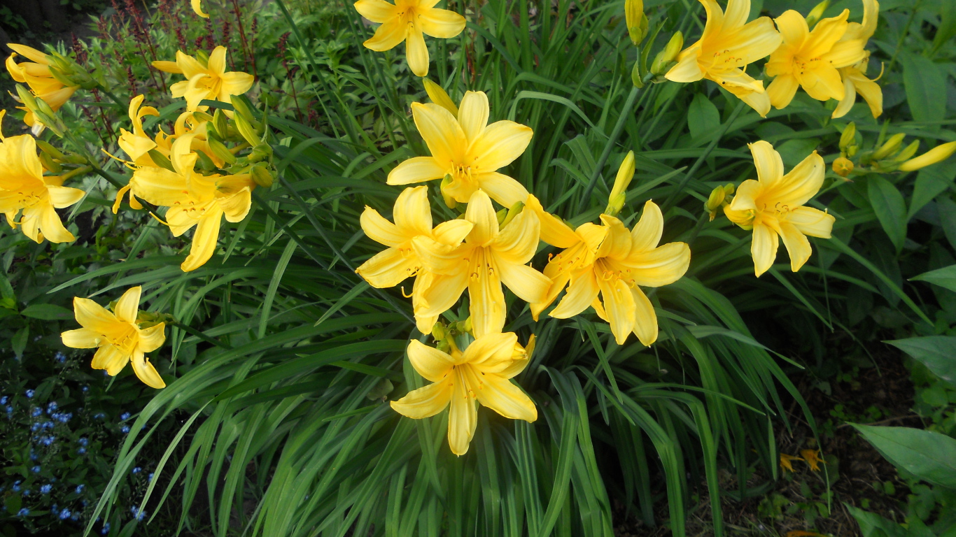 Красивый лилейник на дачном участке