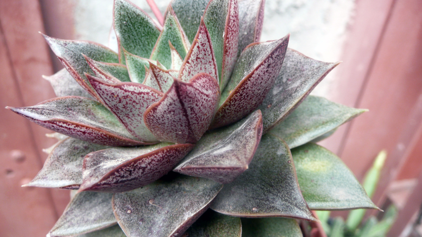 Красивый цветок эхеверия (эчеверия) в парке