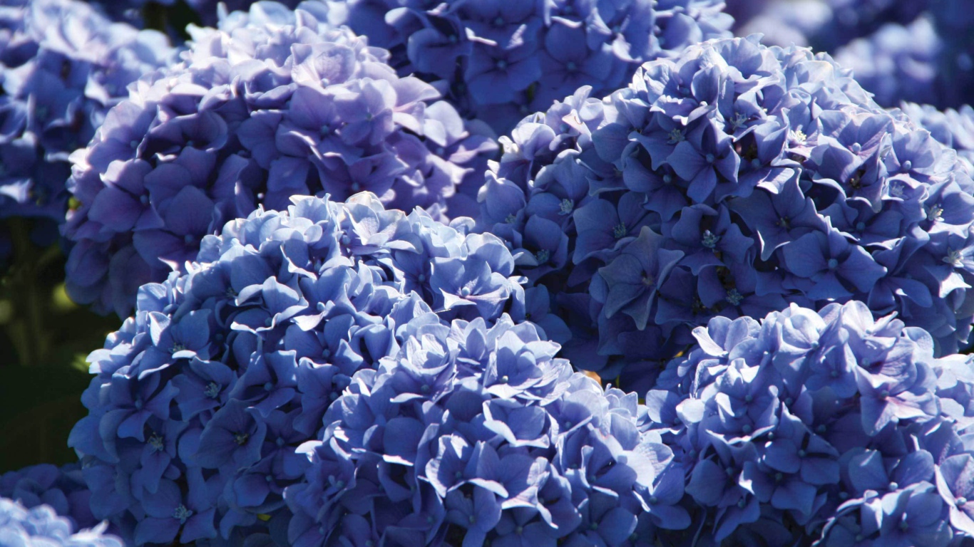 Красивый цветок гортензия