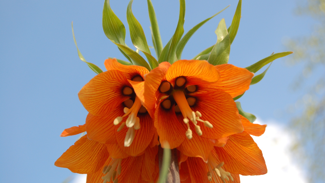 На поляне красивый цветок рябчик императорский