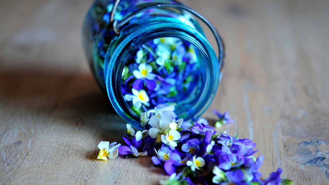 Красивые лепестки цветка виола