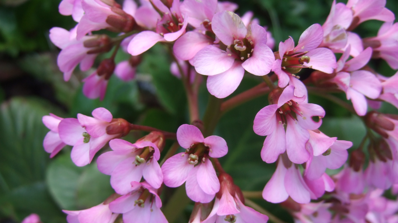 Красивые цветы бадан