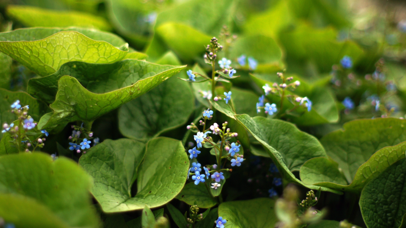 Красивые цветы бруннера