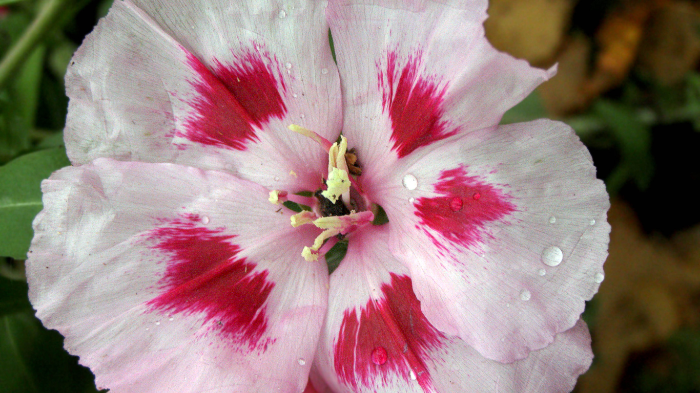 Красивые цветы кларкия (годеция) на клумбе в саду