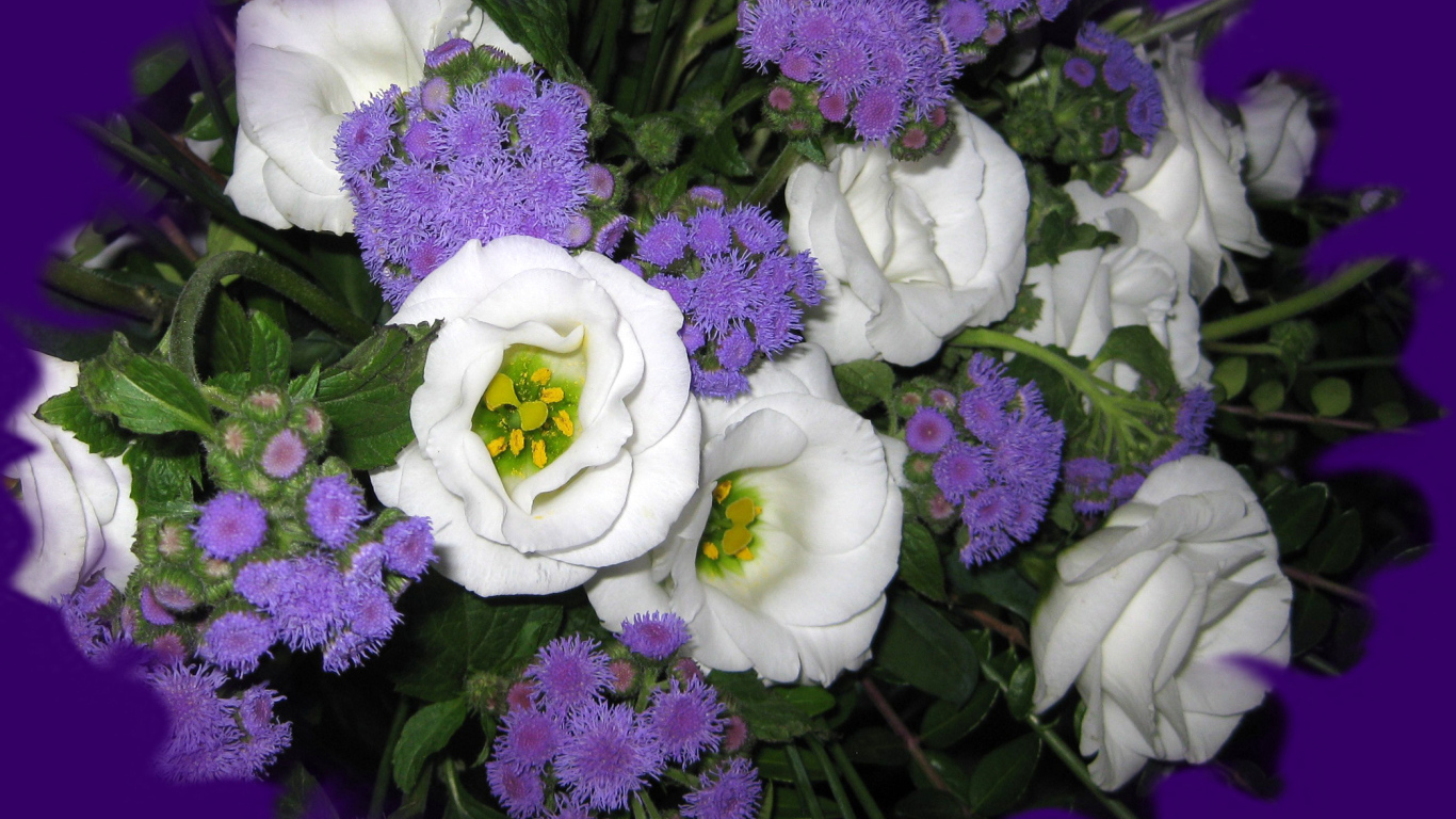 Красивые цветы эустома (ирландская роза) на клумбе в саду