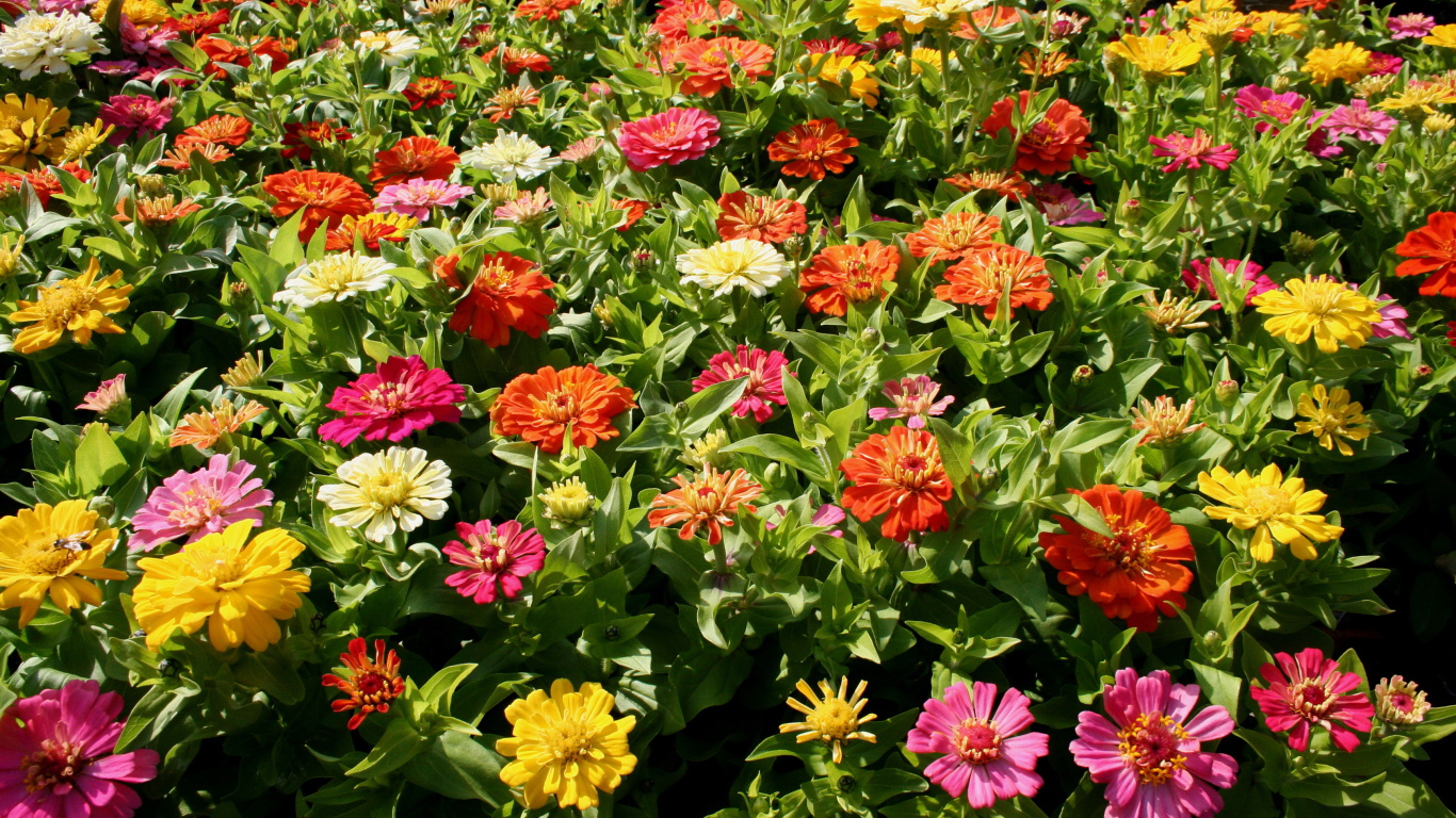 Красивые цветы цинния (циния) в парке