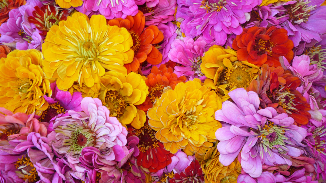 Красивые цветы цинния (циния) на поляне