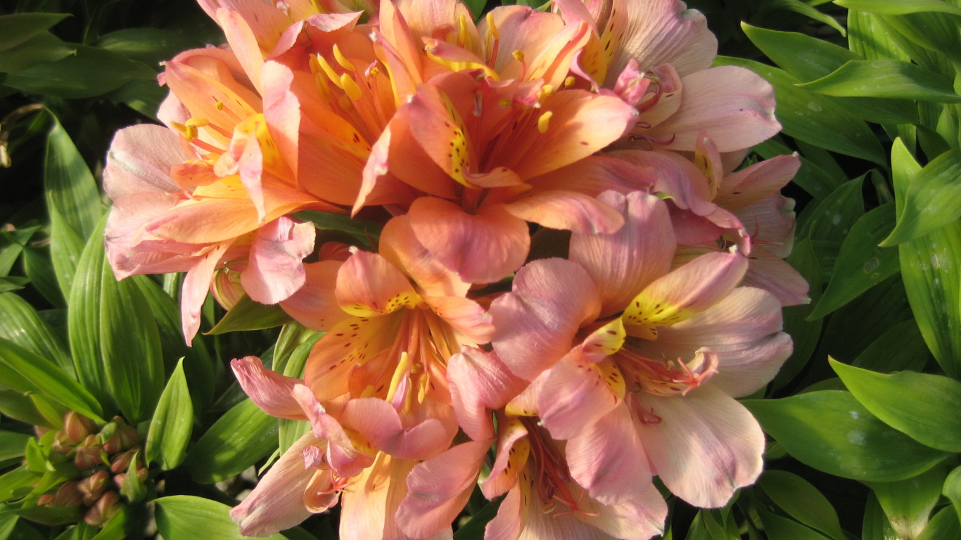 Красивые цветы альстремерия на клумбе в саду