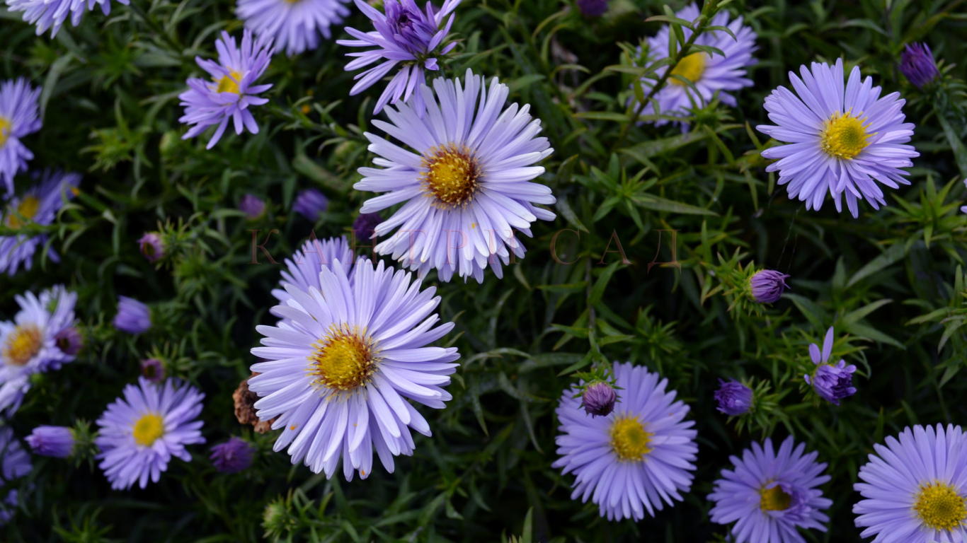 Красивые цветы астра в парке