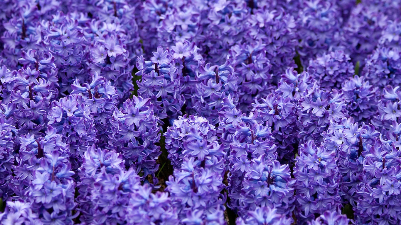 Красивые цветы гиацинты весной на поляне