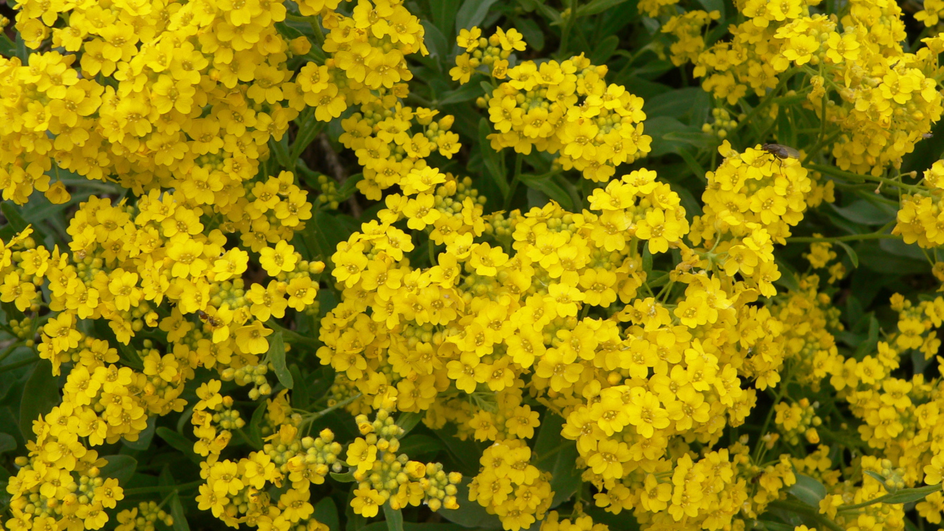 Красивые цветы алиссум на клумбе в саду