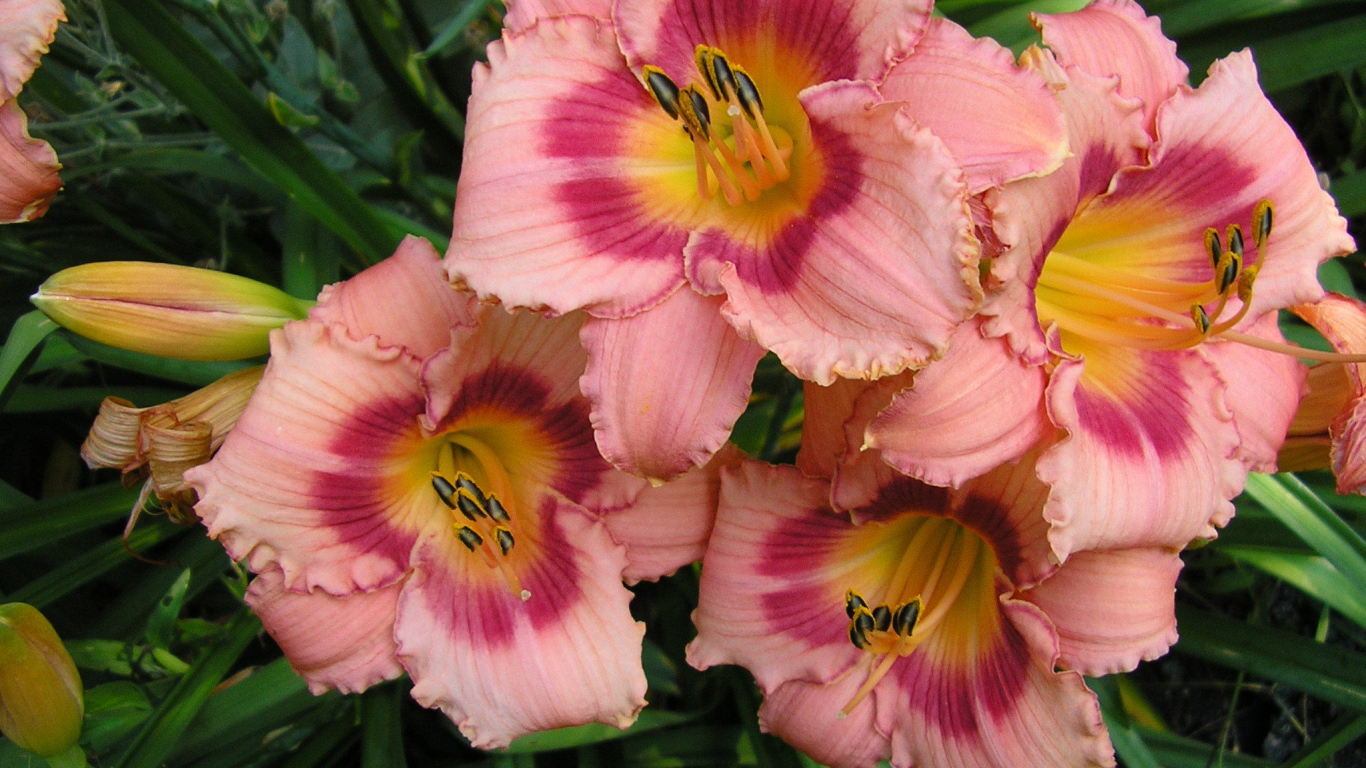 Красивые цветы лилейник на клумбе в саду