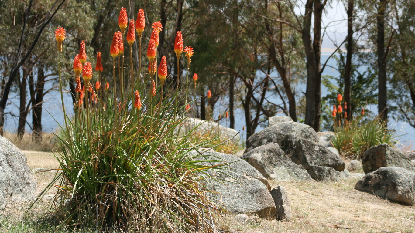 Красивые цветы кникофия на клумбе в саду
