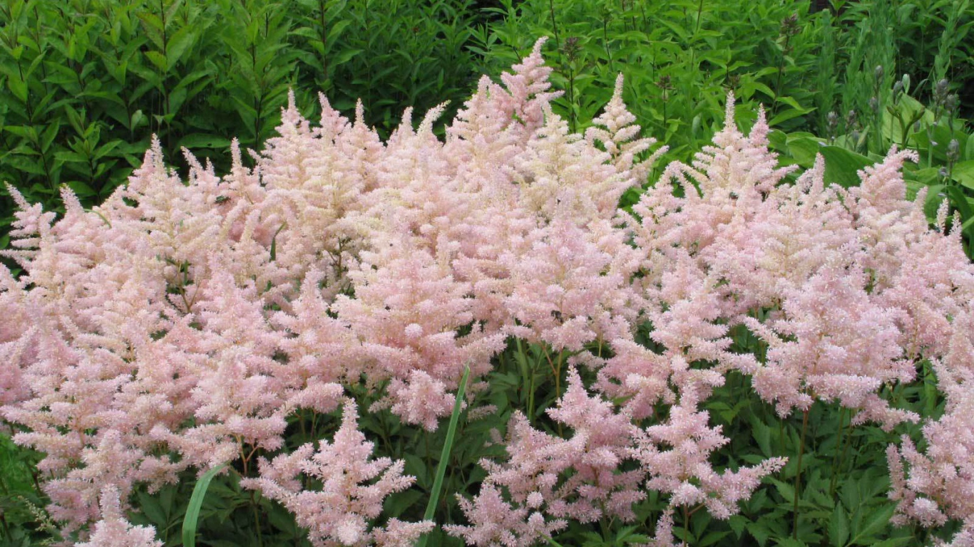 Красивые цветы астильба в саду