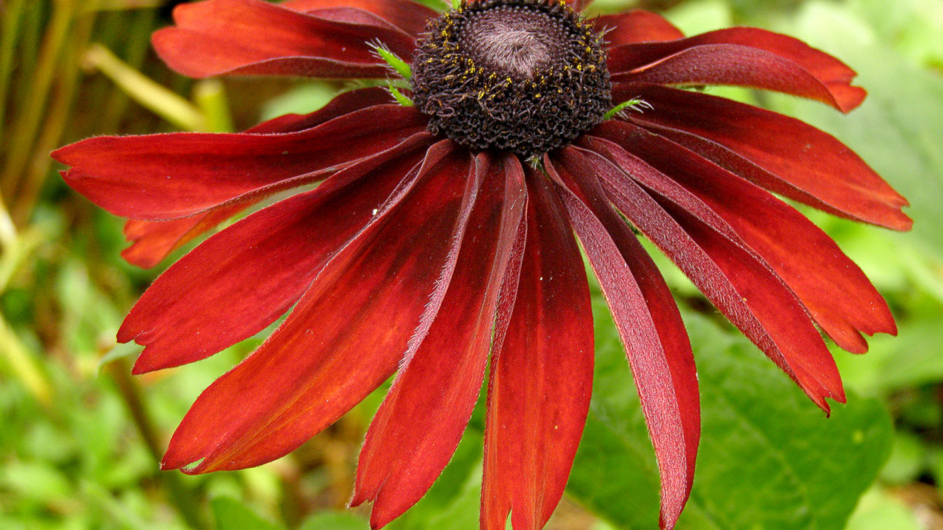 Красивые цветы рудбекия в саду