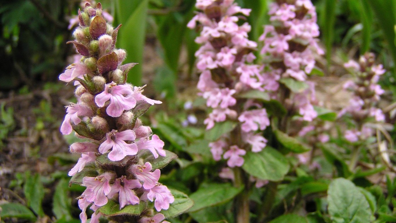 Красивые цветы аюга в саду