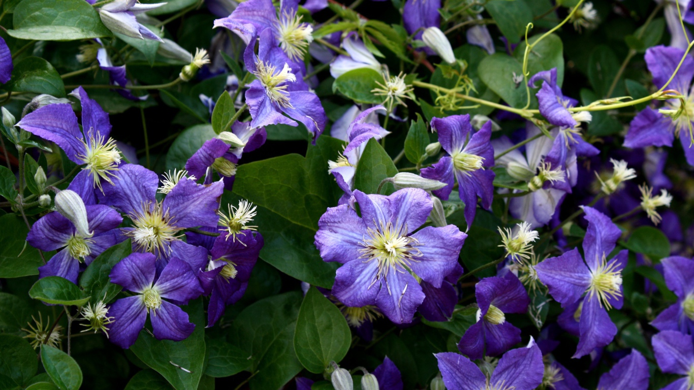 Красивые цветы клематис в саду