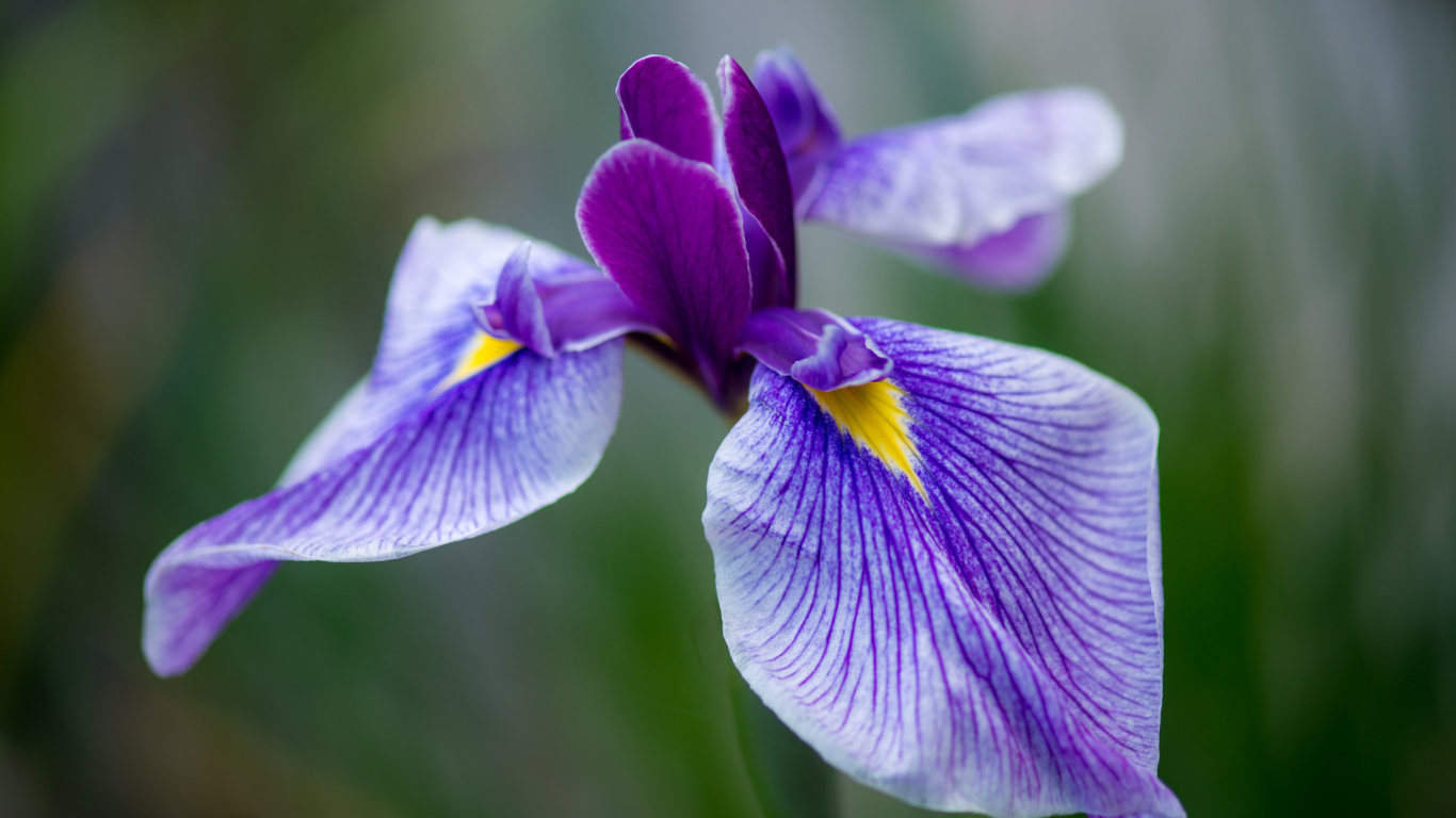 Красивые цветы ирисы в саду