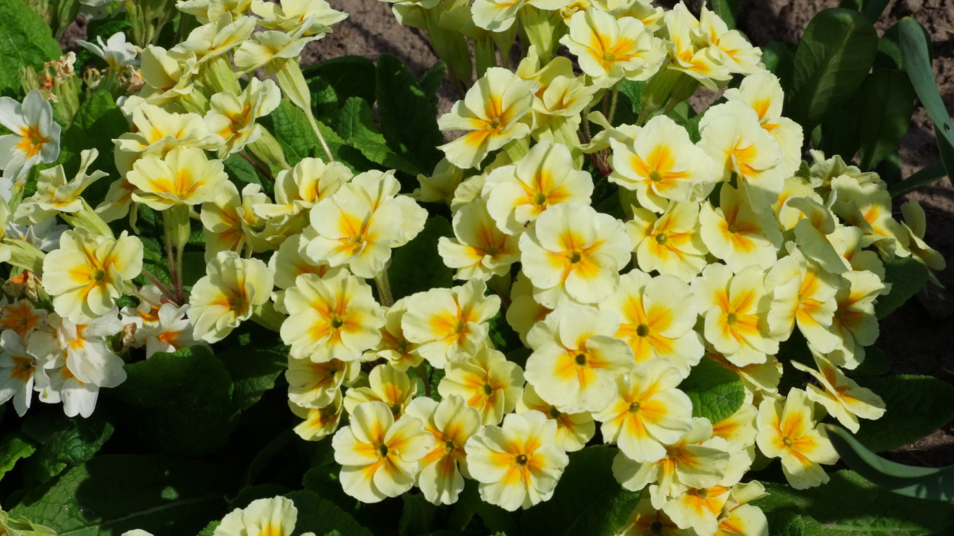 Красивые цветы примула в саду