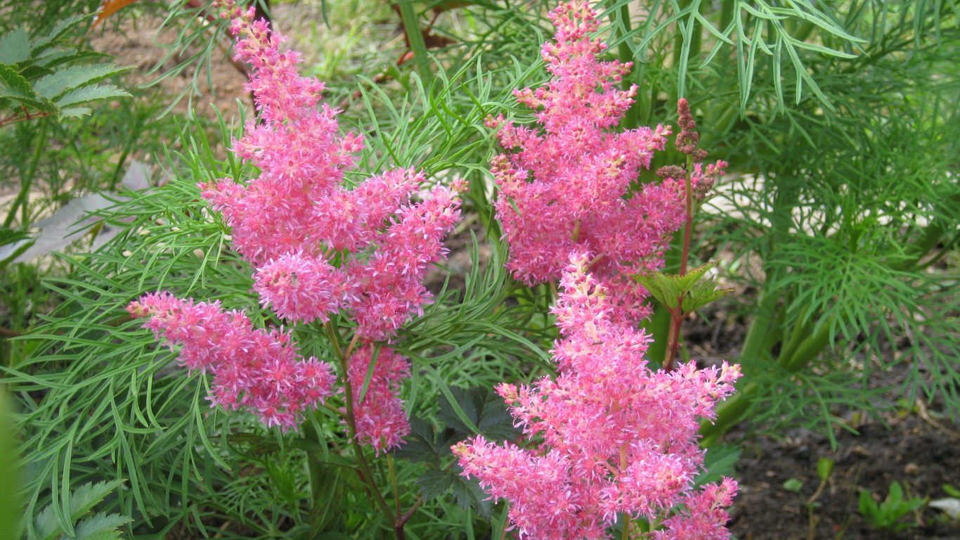 Красивые цветы астильба в парке